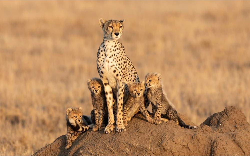 Cheetah family on a termite mound in Serengeti National Park