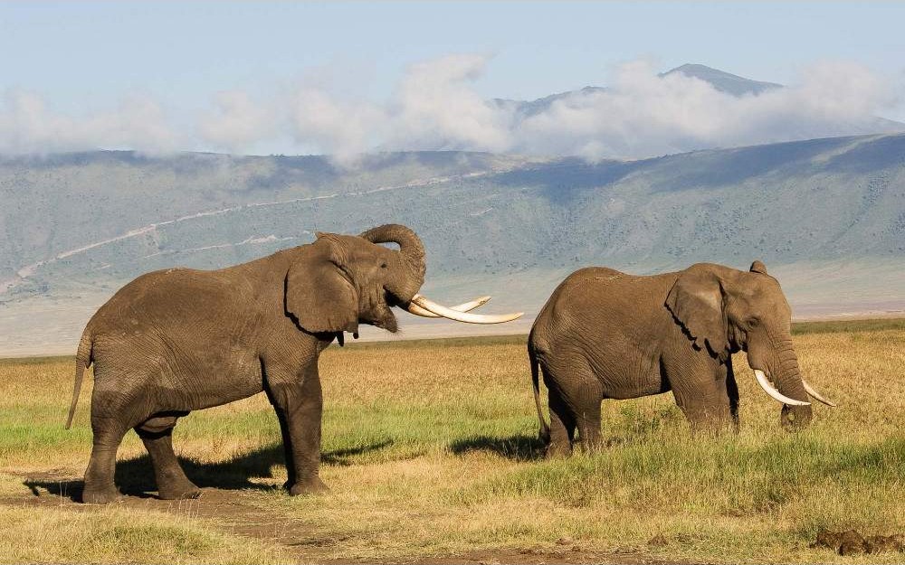 Ngorongoro Crater Dawn Safari - cover image