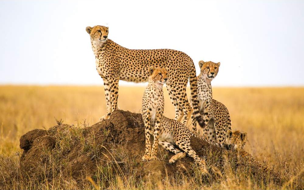 Serengeti Migration Viewing Weekend - cover image